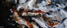 Rust and Pepper 240cm x 100cm Black Brown Textured Abstract Painting (SOLD)-Abstract-[Franko ]-[Gallery]-[popular]-[Australia]-Franklin Art Studio