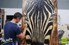 Tahir Joy (Pure) 140cm x 100cm African Zebra Painting (SOLD)-Animals-Franko-[franko_art]-[beautiful_Art]-[The_Block]-Franklin Art Studio